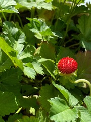 New harvest of sweet fresh little red strawberry, growing outside