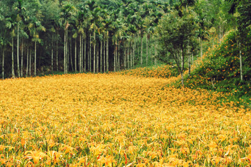 Hemerocallis Fulva/Orange Daylily flowers - Blossom Season of Daylily on the Hill of East Rift Valley, shot in Chike Mountain, Yuli Township, Hualien, Taiwan.