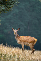 Ein Rothirschkalb im Regenschauer