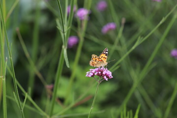 紫の花で休む蝶のアカタテハ
A butterfly named Vanessa indica resting on a purple flower.