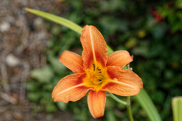 Belle fleur d'iris orange bicolore.