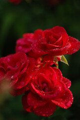 red rose with water drops