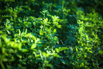 A fragment of alfalfa field in the light of the setting sun