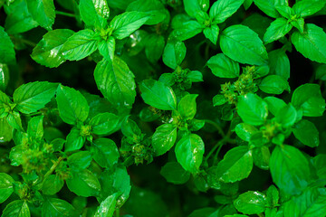 Fototapeta na wymiar Mint leaves background. Green mint growing in garden. 