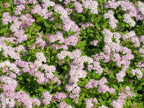 Bl&uuml;hender Spierstrauch, Spiraea bumalda