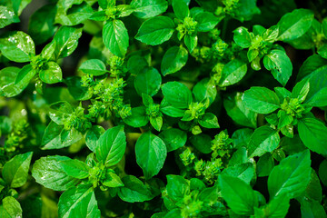 Mint leaves background. Green mint growing in garden. 