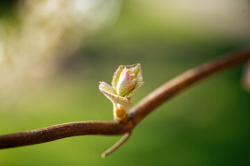 Spring. young green sprouts on the branches of grapes. - 366476555