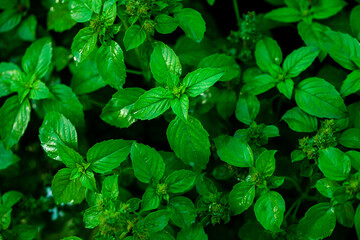 Mint leaves background. Green mint growing in garden. 