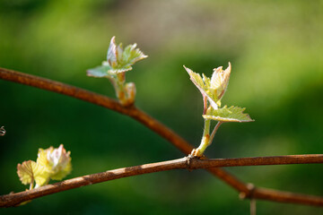Spring. young green sprouts on the branches of grapes.