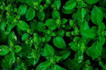 Mint leaves background. Green mint growing in garden. 