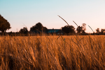 Wheat field during sunset