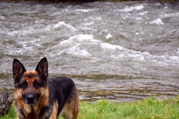 German shepherd (Alsatian) on grass field and Cidacos river behind.