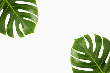 Fototapeta na wymiar Green fresh leaf of a tropical plant, monstera, isolated on a white background. flat lay. copy space.