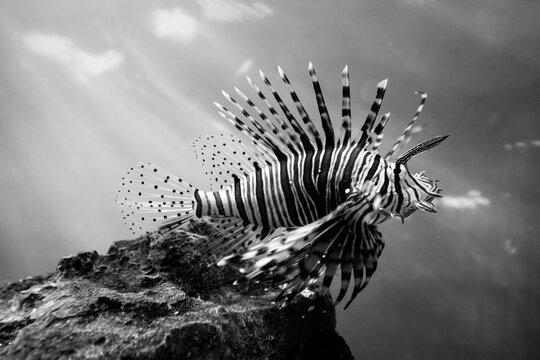 Lionfish am Riff