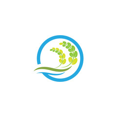 Moringa leaf Logo Template vector