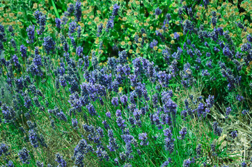 lavender field background