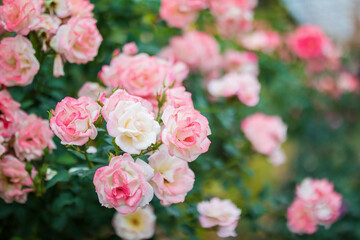 Fototapeta na wymiar Beautiful colorful pink roses flower in the garden