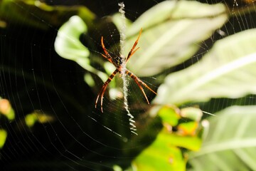 spider on a web
