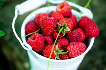 fresh raspberries in basket. Berries in garden. Organic healthy food. Fruits.