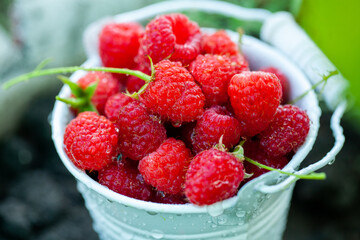 fresh raspberries in basket. Berries in garden. Organic healthy food. Fruits.