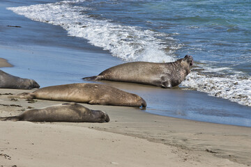 Elephant seal rookery in San Simeon California