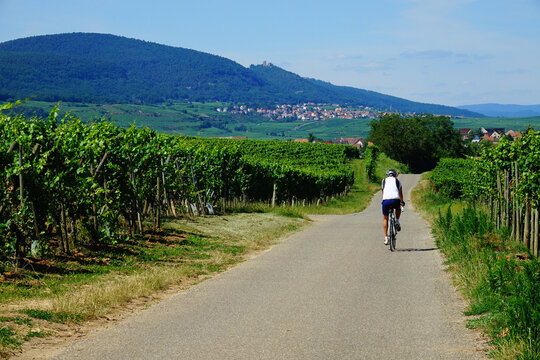 Vélotourisme à travers les vignobles d'Alsace, Haut-Rhin, Grand Est, France