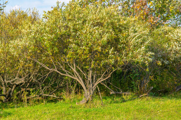 Fototapeta na wymiar Thickets of shrubby willow