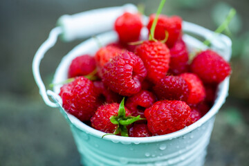 fresh raspberries in basket. Berries in garden. Organic healthy food. Fruits.