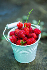 fresh raspberries in basket. Berries in garden. Organic healthy food. Fruits.