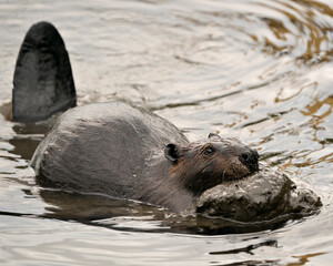 Beaver stock photos. Beaver close-up profile view, building a beaver dam for protection, carrying mud with its fore-paws in its habitat and environment, displaying brown fur. Image. Picture. Portrait.