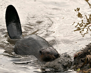 Beaver stock photos. Image. Picture. Portrait.  Beaver close-up profile view, building a beaver dam for protection, carrying mud with its mouth and fore-paws in its habitat and environment. ©  Aline