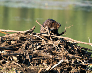 Obraz premium Beaver stock photos. Beaver close-up profile view building a beaver lodge, displaying its brown fur, working skill in its habitat and environment with a water background. Image. Picture. Portrait.