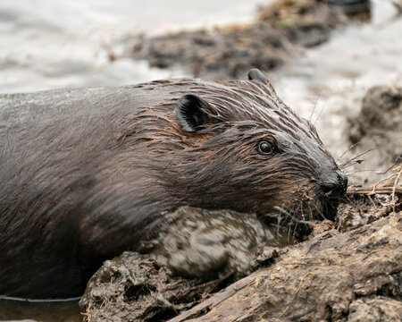 Beaver stock photos. Beaver close-up profile view, building a beaver dam for protection, carrying mud with its fore-paws in its surrounding and environment, looking to the right side. Image. Picture. 