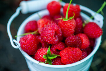 fresh raspberries in basket. Berries in garden. Organic healthy food. Fruits.