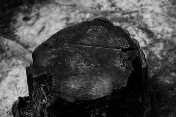 Worn Stump