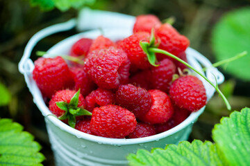 fresh raspberries in basket. Berries in garden. Organic healthy food. Fruits.