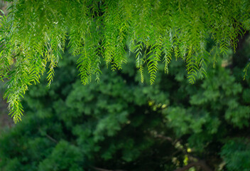 Green leaves hanging down from tree at the top on the dark blur natural background.