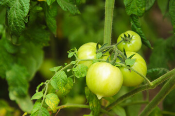 Green tomatoes growing on the branches. It is cultivated in the garden.