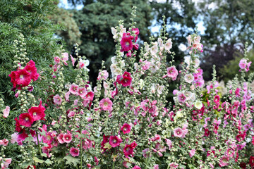 Colourful hollyhocks, or 'Alcea' in bloom over the summer months