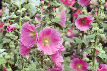 Colourful hollyhocks, or 'Alcea' in bloom over the summer months