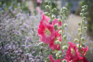 Colourful hollyhocks, or 'Alcea' in bloom over the summer months