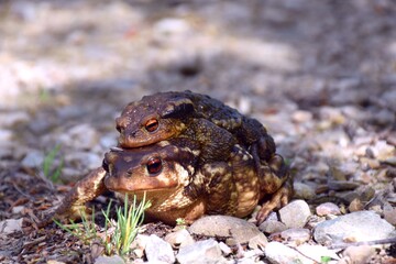 Toads reproducing on the edge of a road.