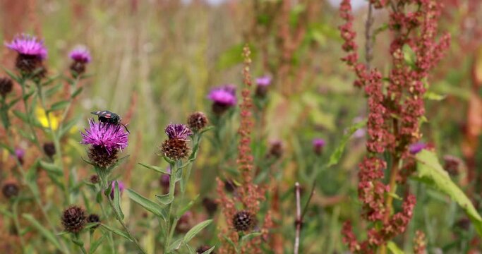 6 spot burnet moths, Zygaena filipendulae, close up detail while resting on a flowering purple thistle plant in scotland.