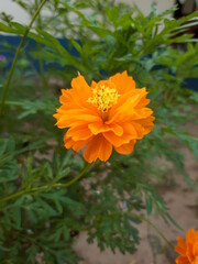 orange zinnia flower