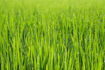 Fototapeta na wymiar Rice Closeup in Blur Background - Tender green rice and dew bokeh in morning bright sunlight, for use at graphic design or background material, shot in Hengshan Township, Hsinchu, Taiwan.