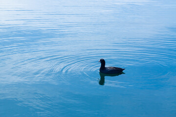 A duck is swimming slowly in the beautiful blue lake which it shadow reflect on the water and the sunlight shine on the surface looks so peaceful