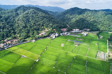 Paddy Field Aerial View - Tender green rice with morning bright sunlight, birds eye view use the drone, shot in Guanxi Township, Hsinchu, Taiwan.