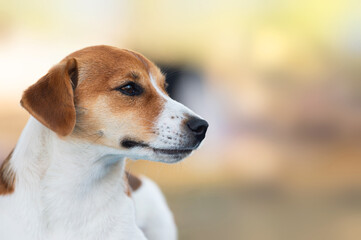 Jack Russell Terrier dog outdoor against unfocused background