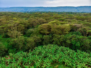 Fototapeta na wymiar Aerial view on banana plantation bordered wit a Primal Virgin Forest of Manyara National Park Concervation Area in East Africa, Tanzania