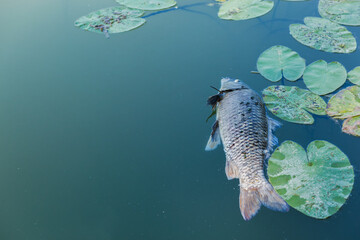 Dead fish in the lake water covered with flies and surrounded with lotus leaves